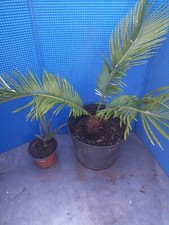 Cycas revoluta yucca - +,