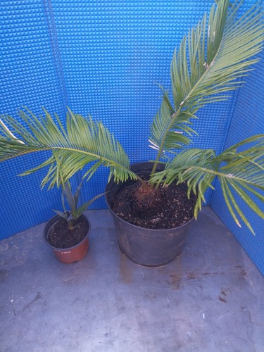 Cycas revoluta yucca - cycas,