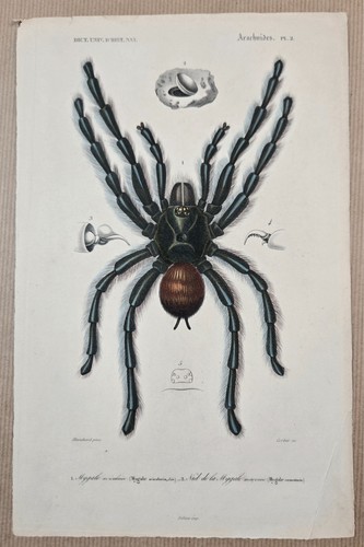 Gravure sur cuivre coloriée