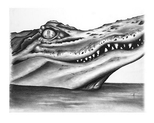 Florida gators black and white - florida,