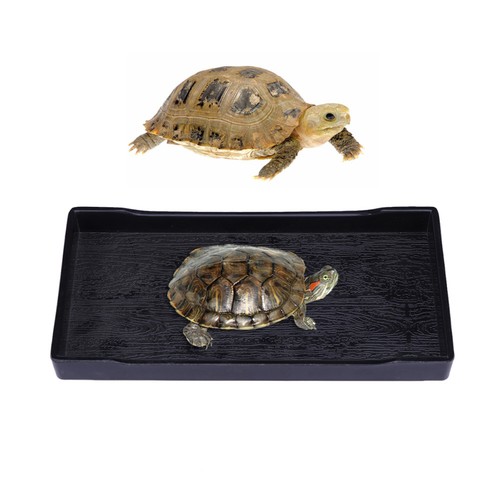 Bol eau pour tortue - d'eau,
