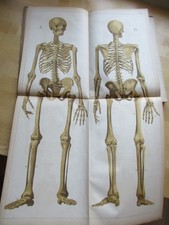 ATLAS HISTOIRE NATURELLE LE CORPS HUMAIN ANATOMIE 1885 ECKARDT 24 PLANCHES