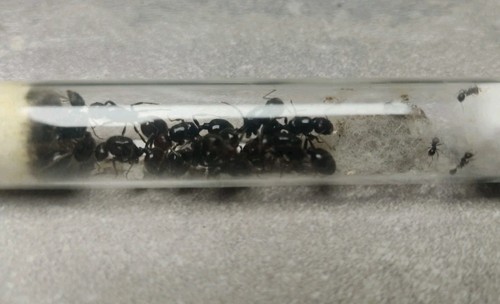 Fourmis messor barbarus - barbarus, 10