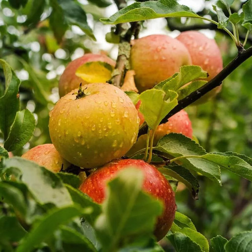 Pommier ancien pomme - ancien, 'pomme