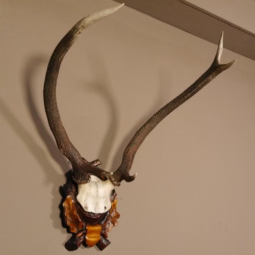 Ender cerf ungerader bois - 6,