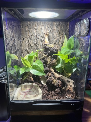 Terrarium and accessories - terrarium,