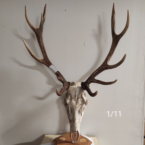 Massacre bois cerf - massacre, de