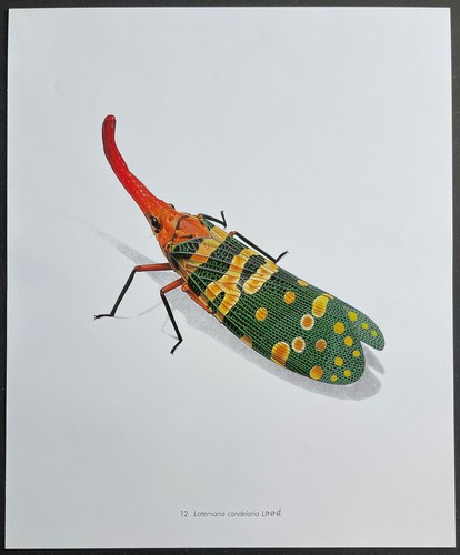 Entomologie laternaria - entomologie,