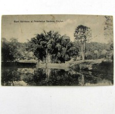 Cpa Ceylan Sri Lanka Giant bamboos at Peradeniya gardens Ceylon c1920