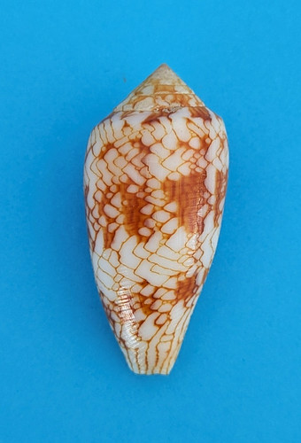Conus archiepiscopus sirventi