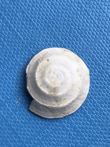 Solarium patulum fossile shell - fossile,