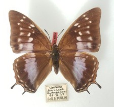 Charaxes turlini f. adelinae femelle - Rwanda - 60 mm - paratype -