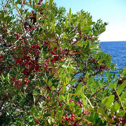 Pistacia lentiscus - ,
