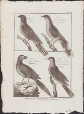 ✒ 1790 BUFFON Bonnaterre ORNITHOLOGIE Oiseaux Coucou Coromandel tacheté Panay