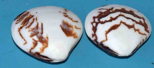 Sea shell coquillages - shell,