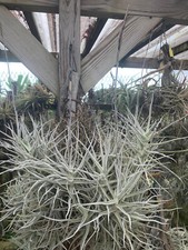 Tillandsia paleacea, bromeliads, dyckia