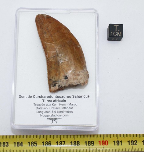 Dent dinosaure - dent,