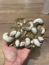 gros coquillage fossile France  sur gangue dimension 18X15 cm