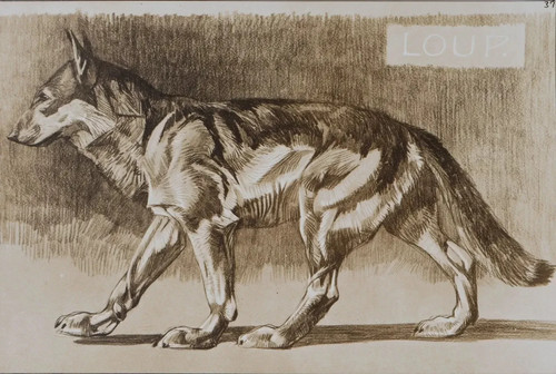 Mathurin meheut le loup - mathurin, :