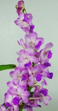 Rhynchostylis (retusa x coelestis), Fragrant Orchid Plant, Rare