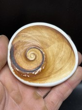 3.14''/ 8 cm - Magnifique