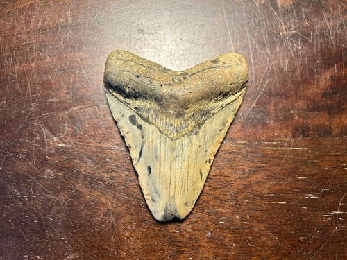 Grande dent megalodon fossile - grande,