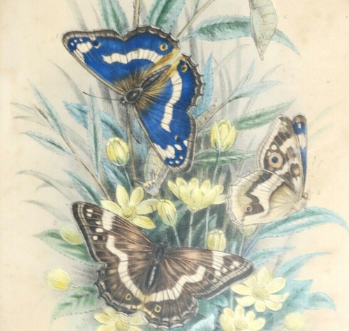 Gravure originale 19e
