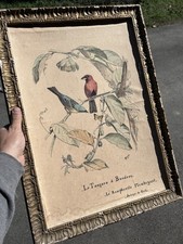 Tangara Ramphocelus Brésil