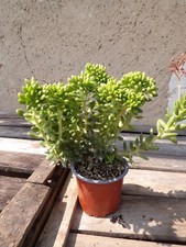 Sedum lucidum cristata big