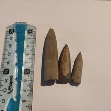 fossiles rostres de belemnite