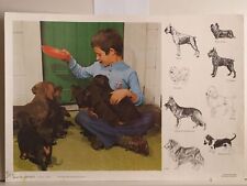 Chien Dackel Boxer Terrier