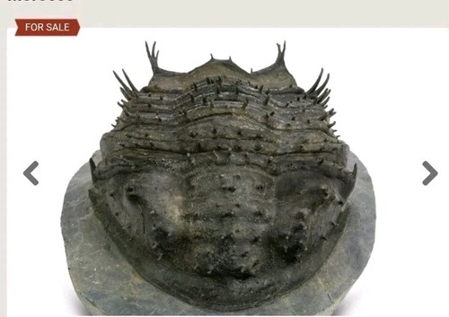 Giant spiny scabrella - giant,,