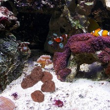  Nettoyeur Gravier Aquarium Décor D'aquarium Naturel Filtre À Poisson