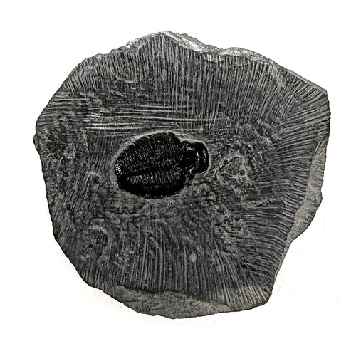 Pierre fossile elrathia kingii - fossile,