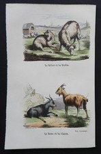 BUFFON début 19ème - Gravure couleurs : LE BELIER, LA BREBIS, LE BOUC, LA CHEVRE