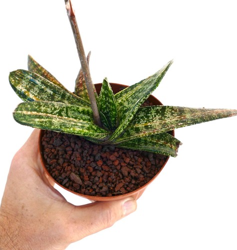 Gasteria batesiana striata - gasteria,