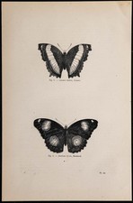 1869 - Papillons: Junonia