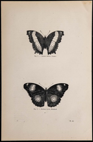1869 papillons junonia - 1869, papillons:
