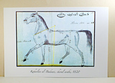 Cheval arabe kuhailan - cheval, arabe,