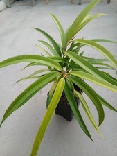 Ficus Halii "Golden Leaves" (