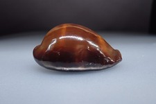 89 - Sea shells -Cypraea
