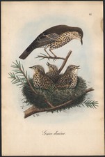 1860 Lithographie aquarellée Grive draine nid oiseaux Ornithologie