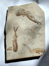 Fossiles Poissons Lycoptera de