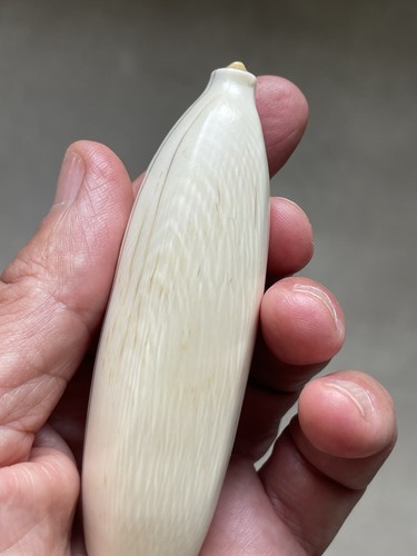 Dent cachalot - dent,