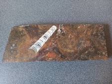 Fossile plaque Orthoceras (Maroc-Atlas ?)  24 CM X 9 CM X 1,5 Cm