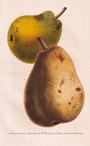 Poire melon tournai - melon, de