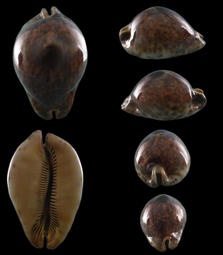 Trona stercoraria 77mm - stercoraria, /
