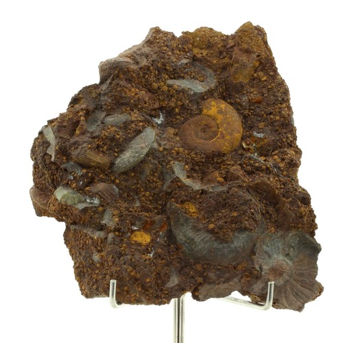 Ammonite pleydellia 1284 - ammonite, ct