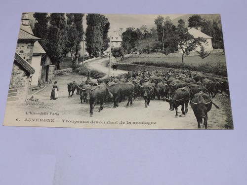 Cpa auvergne troupeaux - -,