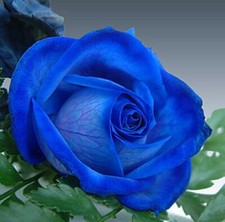 20 graines de Rosier rose BLEU ROYAL - 20x ROYAL BLUE Rose rosebush seeds